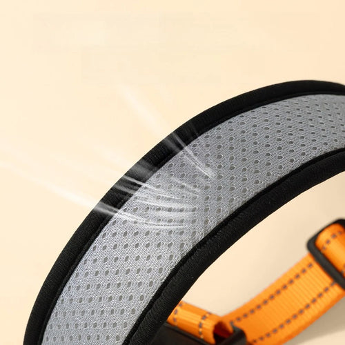 Collier et Laisse pour Chien – Ensemble Collier de Promenade Réglable pour Chiot et Chien